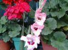 Picture 023