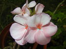 Light Pink Geranium (2014, Sep.06)