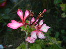Pink Stellar Geranium (2014, Aug.31)