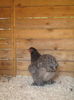 Picture 001