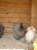 Picture 005