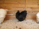 Picture 024