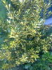 Euonymus Fortunei Sunspot