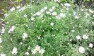 Aster novae-angliae