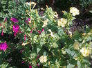 Mirabilis-jalapa-Marbles-Mix
