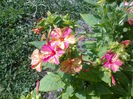 Mirabilis-jalapa-Marbles-Mix