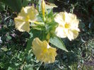 Mirabilis-jalapa-Marbles-Mix