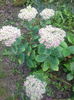 SEDUM