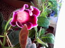 bordo