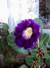 tigrina blue