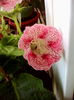 tigrina pink
