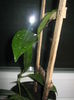 Picture My plants 1177
