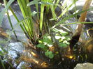 plante acvatice