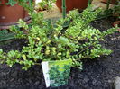 Ilex crenata ‘Convexa’