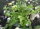 Lonicera nitida