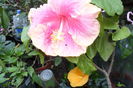 Picture 819