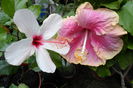 Picture 826