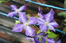 clematis Tie Dye
