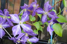 clematis Tie Dye