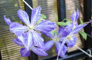 clematis Tie Dye