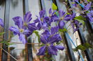 clematis Tie Dye
