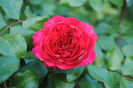 Red Leonardo da Vinci