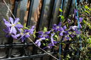 clematis Tie Dye