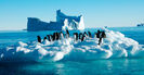 penguins_antarctica