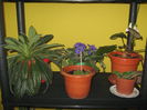 Picture My plants 1169