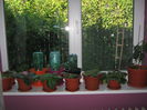 Picture My plants 1164