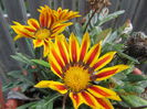 gazania