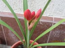 Cyrtanthus elatus red