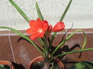 Amaryllis