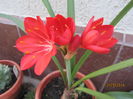 Cyrtanthus elatus