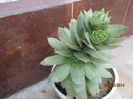 sempervivum