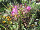 Cleome