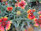 Gaillardia