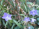 Campanula Platycodon