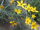 Coreopsis Zagreb