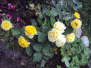 DSC03555