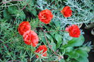 flori de piatra (portulaca)