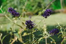 Buddleia... tb sa fie Royal Red