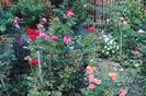 gradina 13 sept