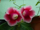DSCN8865