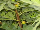 DSCN8879