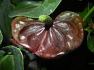 Anthurium Black Queen (2014, Sep.12)