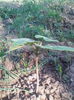 Paulownia