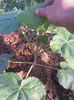 Paulownia