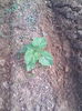Paulownia