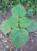 Paulownia